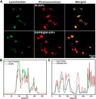 Morpholinyl silicon phthalocyanine nanoparticles with lysosome cell death and two-photon imaging functions for in vitro photodynamic therapy of cancer cells